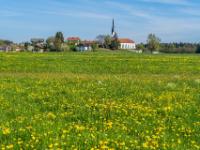 Löwenzahnwiese vor Bad Endorf-Stephanskirchen